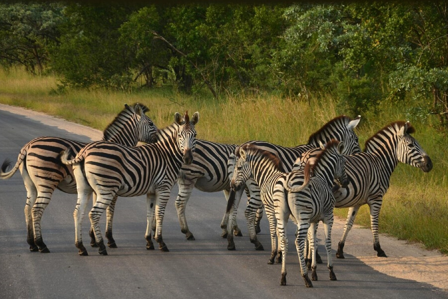 Công viên Kruger National